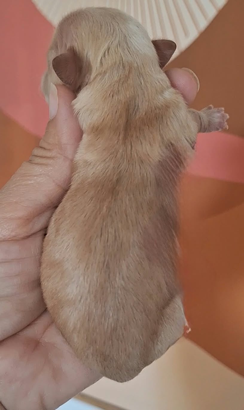 Bonbon