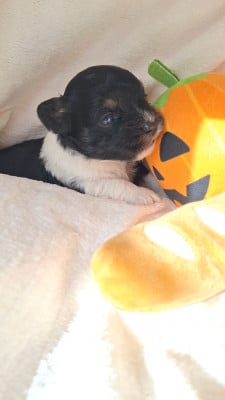 Les chiots de Bichon Havanais