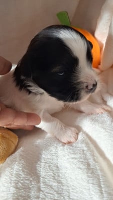 Les chiots de Bichon Havanais