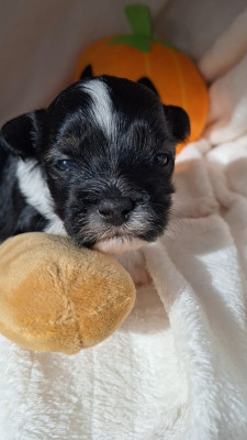Les chiots de Bichon Havanais