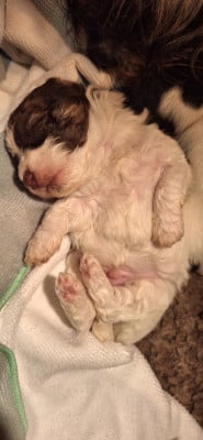 Les chiots de Bichon Havanais