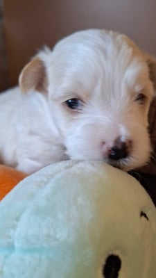 Les chiots de Bichon Havanais