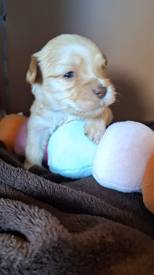 Les chiots de Bichon Havanais