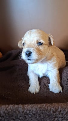 Les chiots de Bichon Havanais