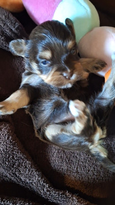 Les chiots de Bichon Havanais