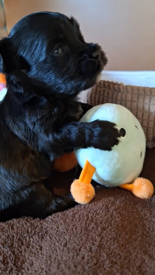 Les chiots de Bichon Havanais