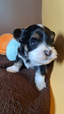 Les chiots de Bichon Havanais