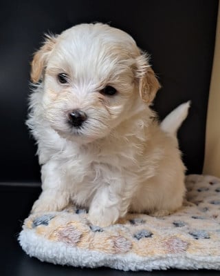 Les chiots de Bichon Havanais