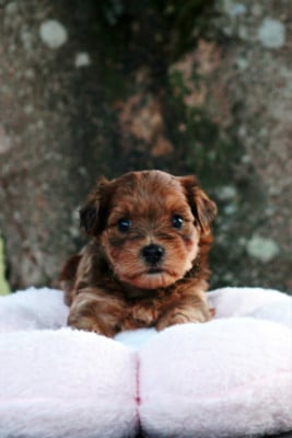 Les chiots de Bichon Havanais