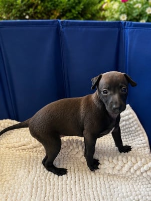 Les chiots de Petit Levrier Italien