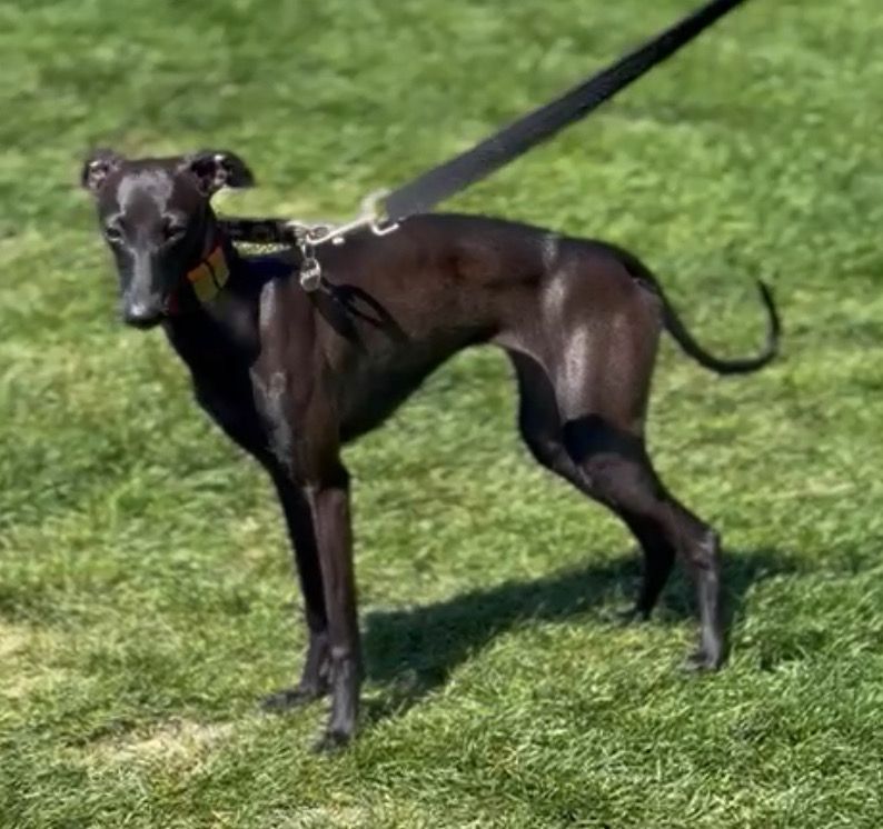 Théma des princes de Kazan - TRÈS PROMETTEUSE 1ER