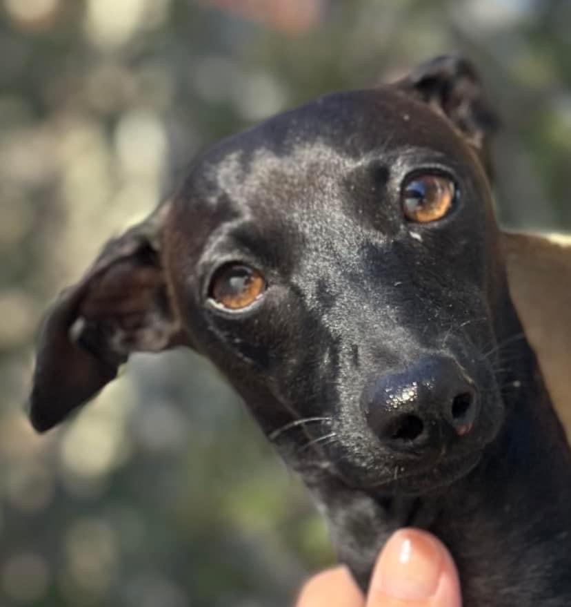 Théma des princes de Kazan - TB 1ER