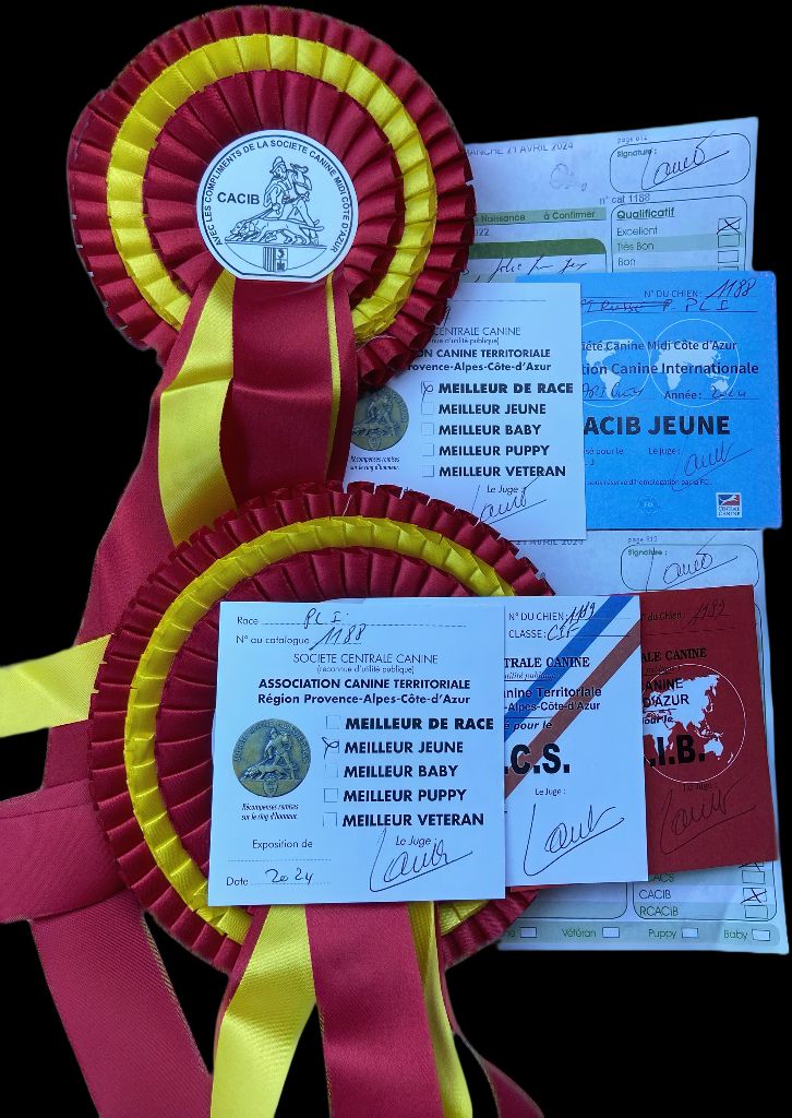 Théma des princes de Kazan - MEILLEUR DE RACE EXCELLENT 1ERE CACS CACIB