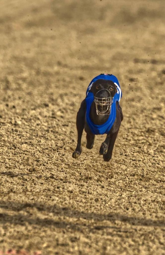 Théma des princes de Kazan - CACT 1ERE EXCELLENT