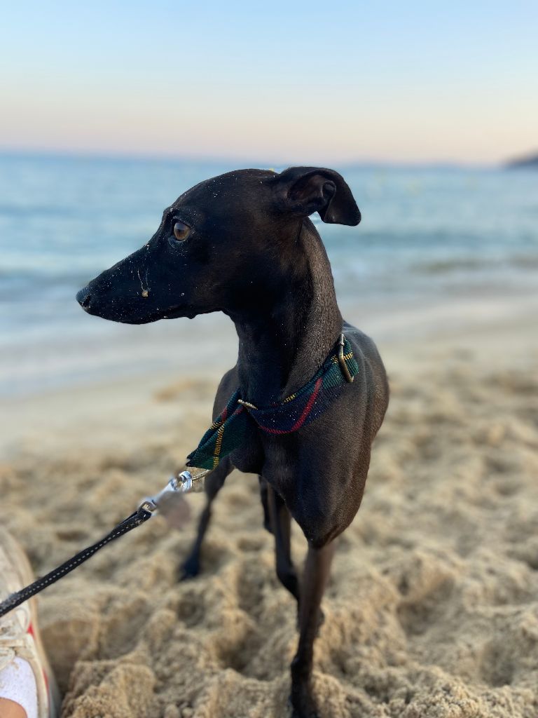 Théma des princes de Kazan - EXCELLENT 3ÈME