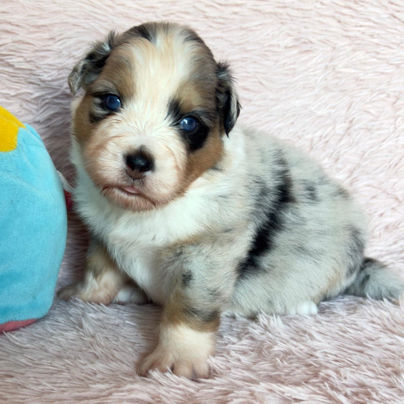 BALZAC Coffee Addict