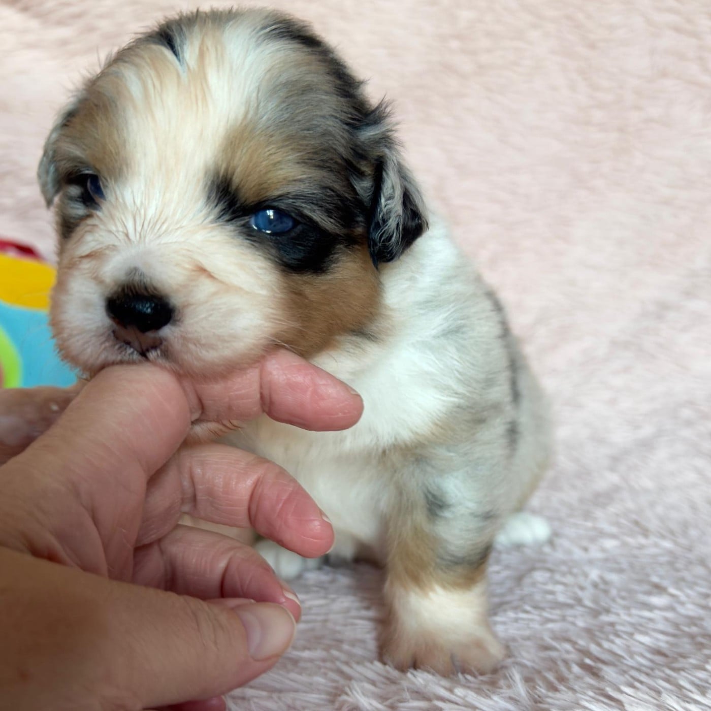 BALZAC Coffee Addict