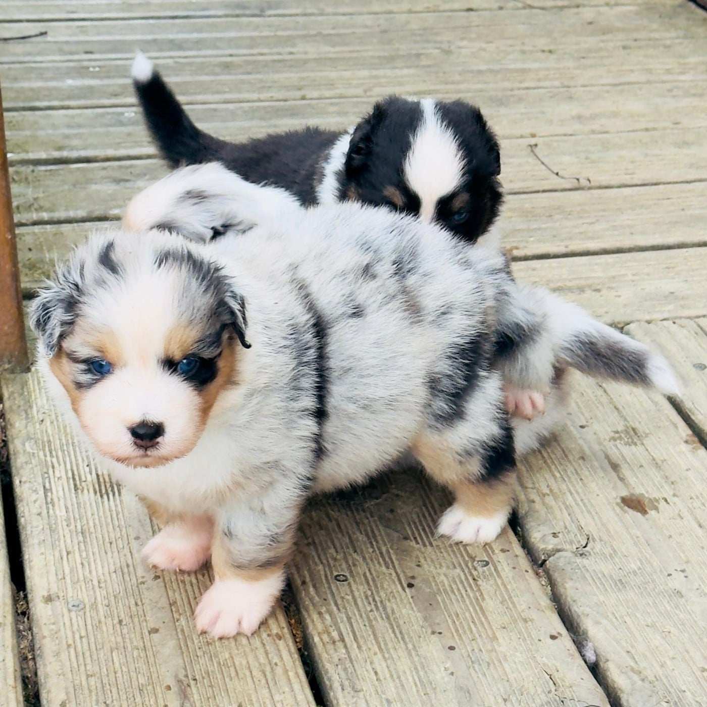 BALZAC Coffee Addict