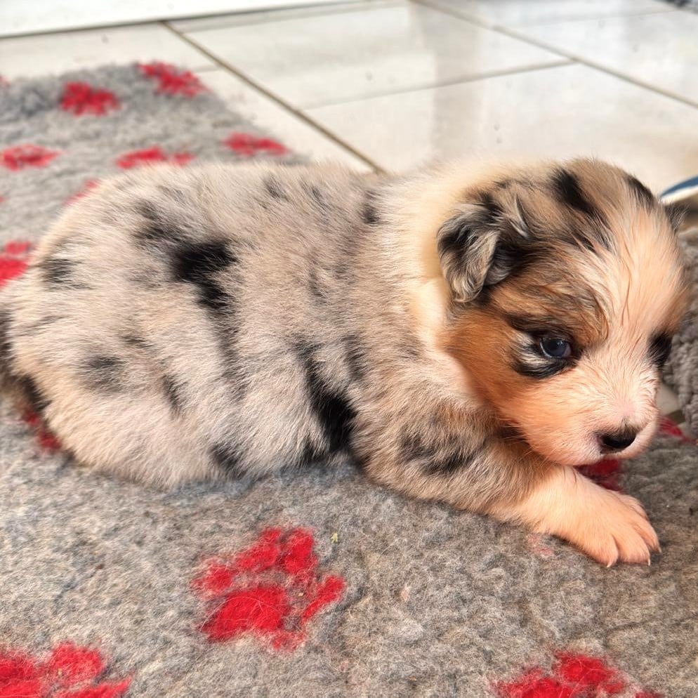 BALZAC Coffee Addict