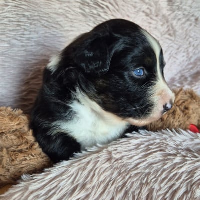 Les chiots de Berger Australien