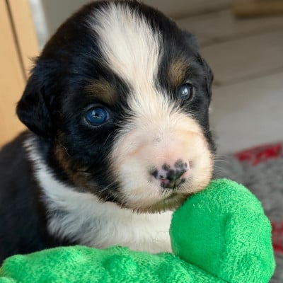 Les chiots de Berger Australien