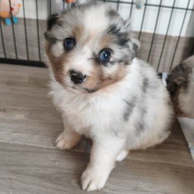 Les chiots de Berger Australien