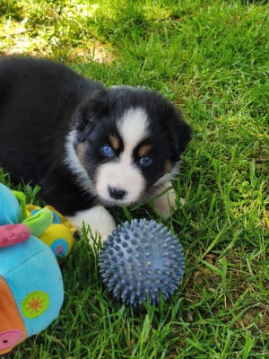 Les chiots de Berger Australien