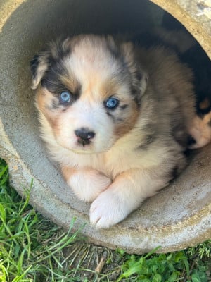 Les chiots de Berger Australien