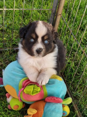 Les chiots de Berger Australien