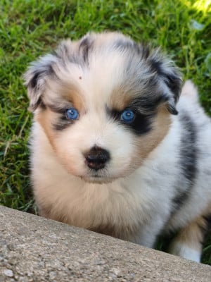 Les chiots de Berger Australien