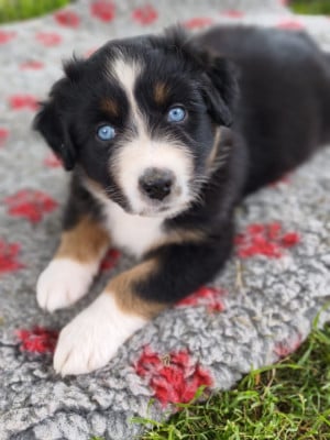 Les chiots de Berger Australien