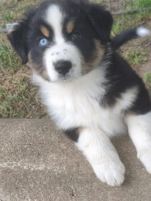 Les chiots de Berger Australien