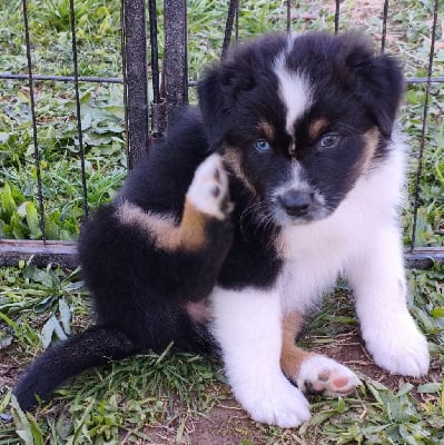 Les chiots de Berger Australien