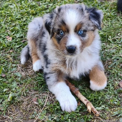 Les chiots de Berger Australien