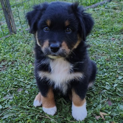 Les chiots de Berger Australien