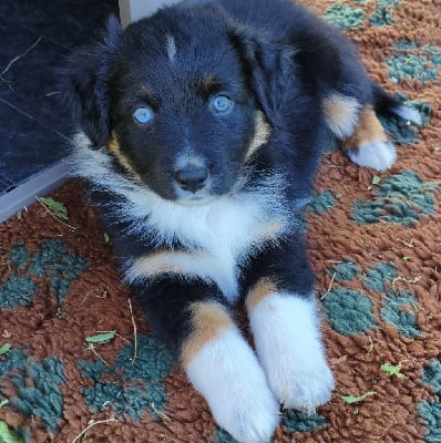 Les chiots de Berger Australien