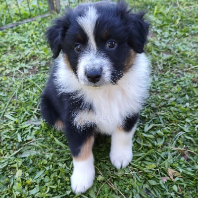 Les chiots de Berger Australien