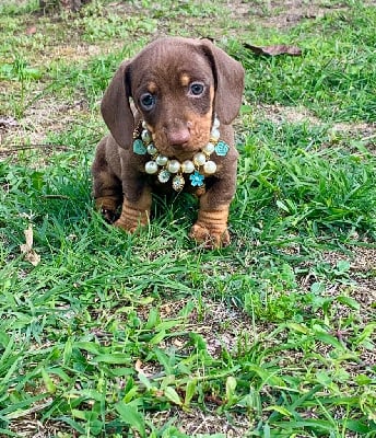 Mesdemoiselles Martins