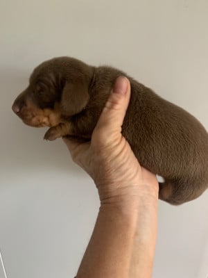 Mesdemoiselles Martins