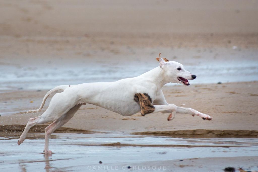 Atlas Des Ginkgo Bleus