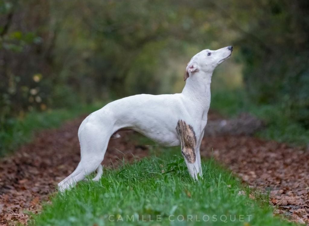 Atlas Des Ginkgo Bleus