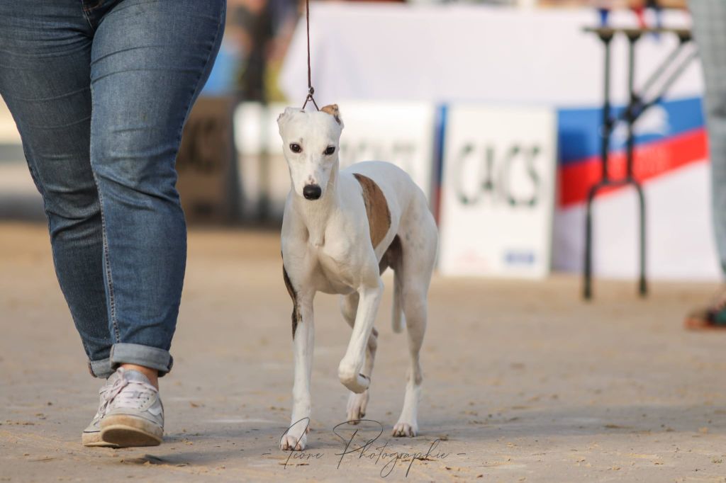 Atlas Des Ginkgo Bleus