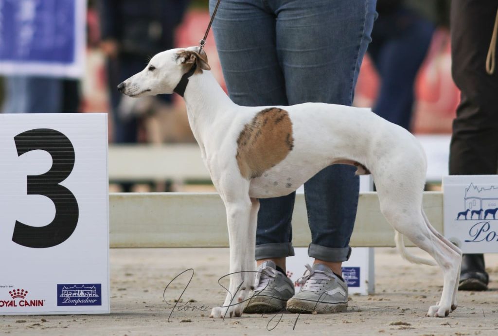 Atlas Des Ginkgo Bleus