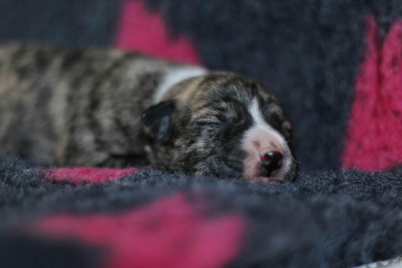 Best Berry des Ginkgo Bleus