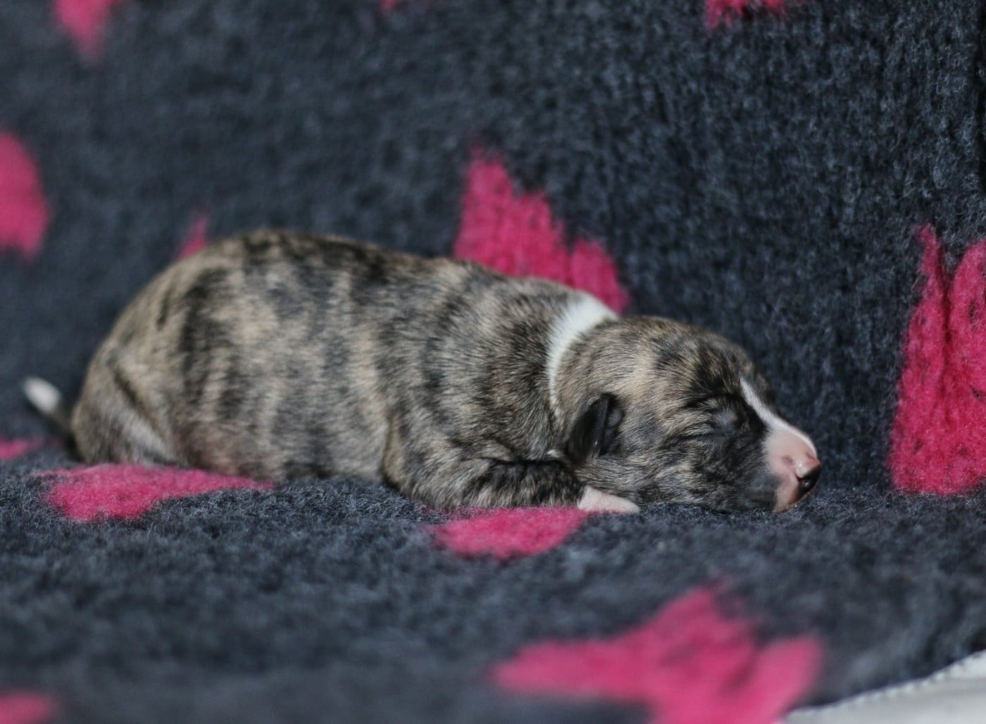 Best Berry des Ginkgo Bleus