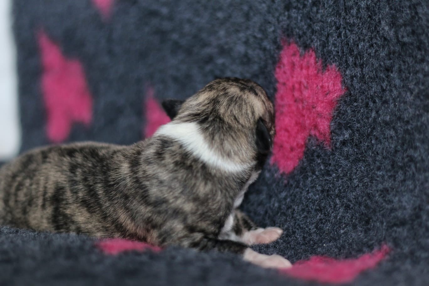 Best Berry des Ginkgo Bleus