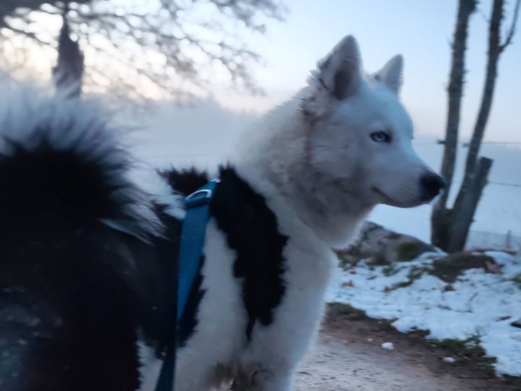 Apache Nathorod - Laika de iakoutie