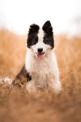 Les chiots de Laika de iakoutie