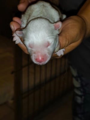 Les chiots de Laika de iakoutie