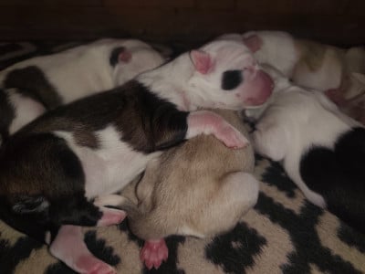 Les chiots de Laika de iakoutie